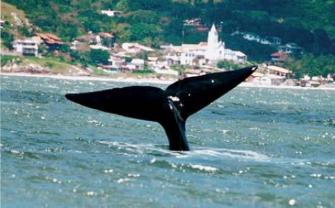 Baleias Francas convivem bem com porto em Imbituba