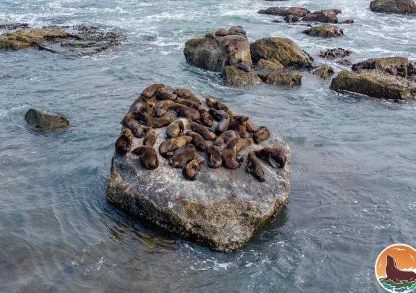 Nesta semana, Ilha dos Lobos está realmente cheia de lobos-marinhos! – A  FOLHA TORRES